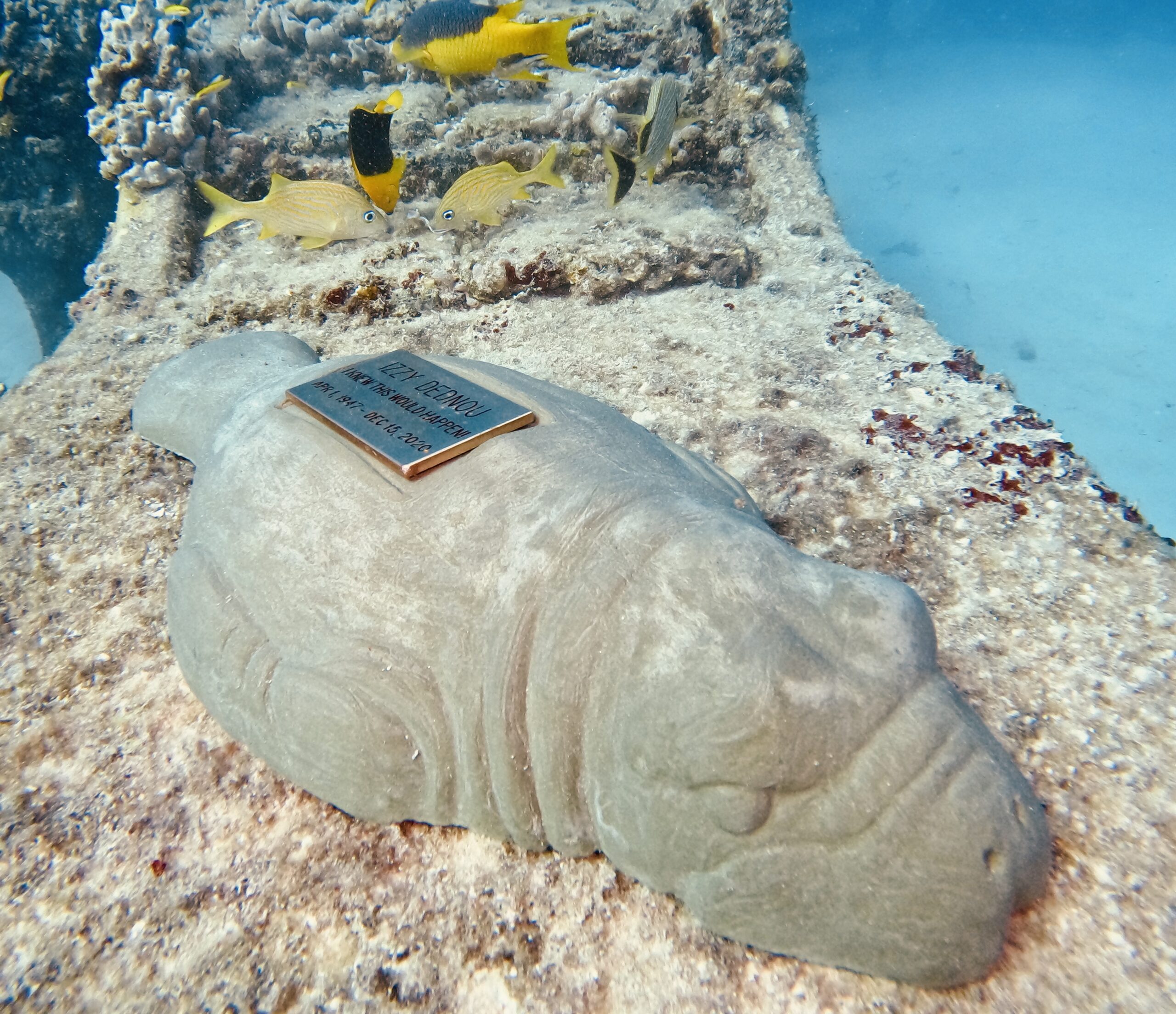 Manatee - Image 2