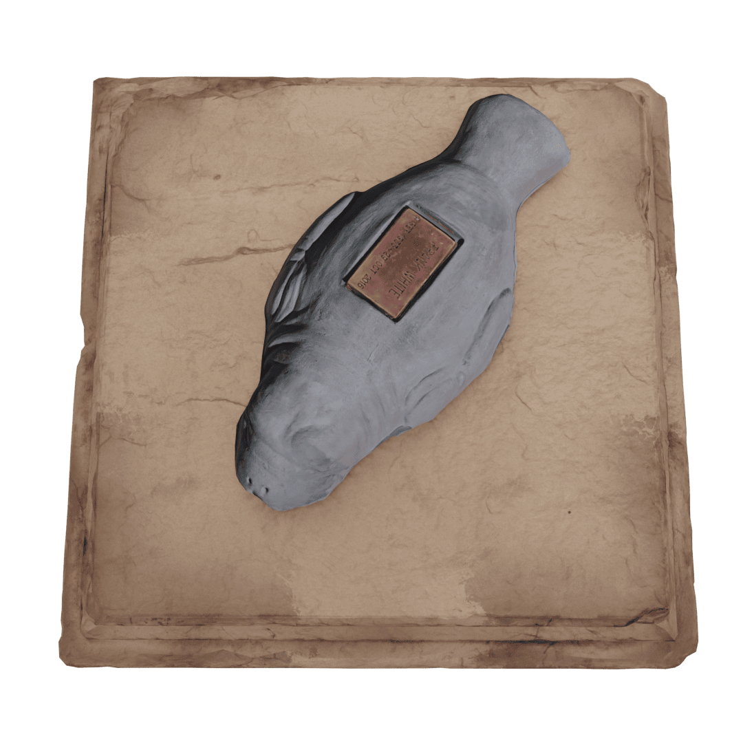 Manatee - Image 5