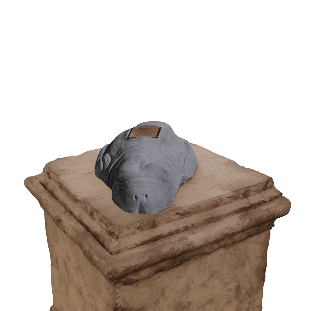 Manatee - Image 4