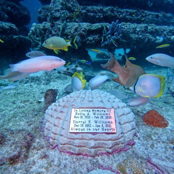 seashell image