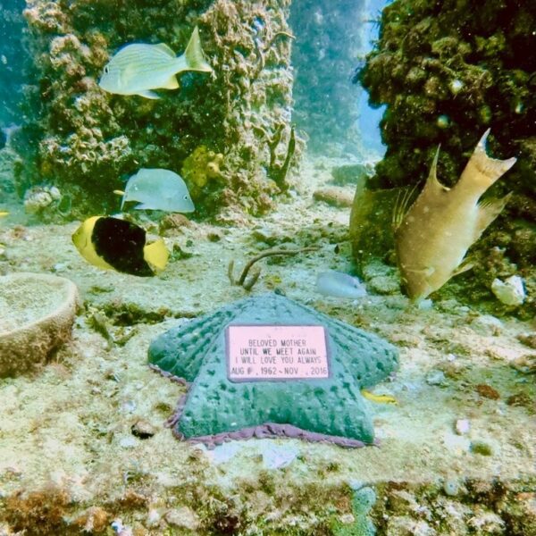 Starfish
