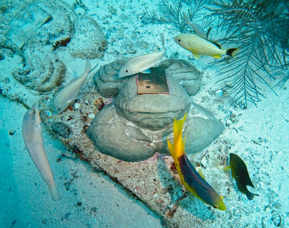 stone crab image