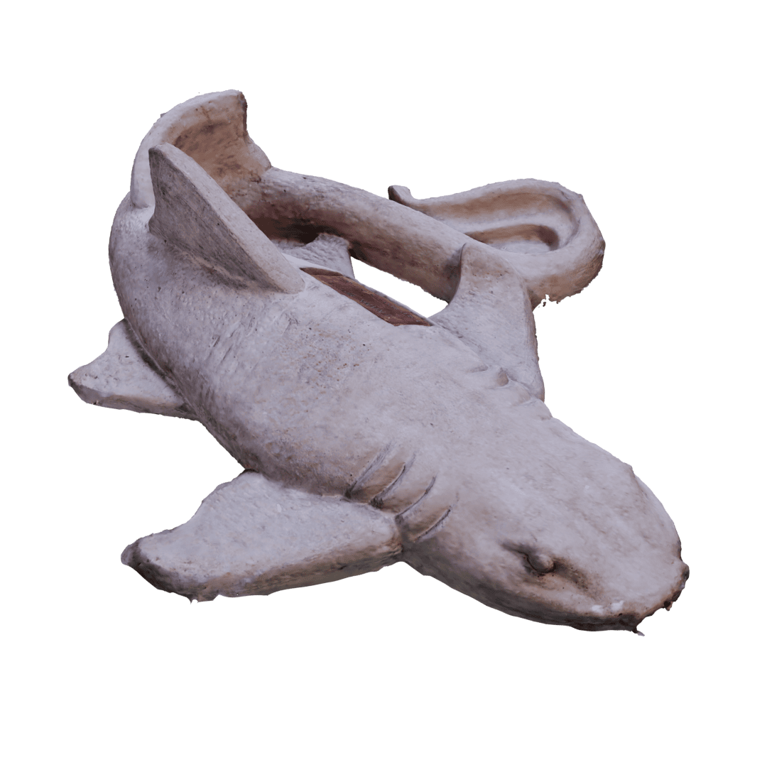 Nurse Shark - Image 5